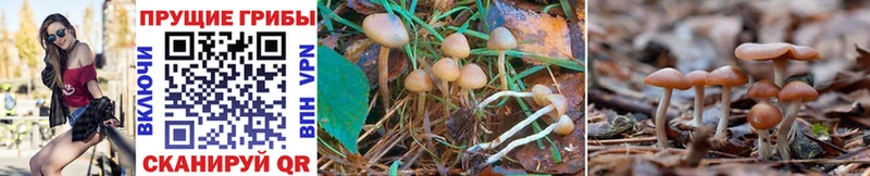 Псилоцибиновые грибы Magic Shrooms  Купить закладки  Дальнереченск 